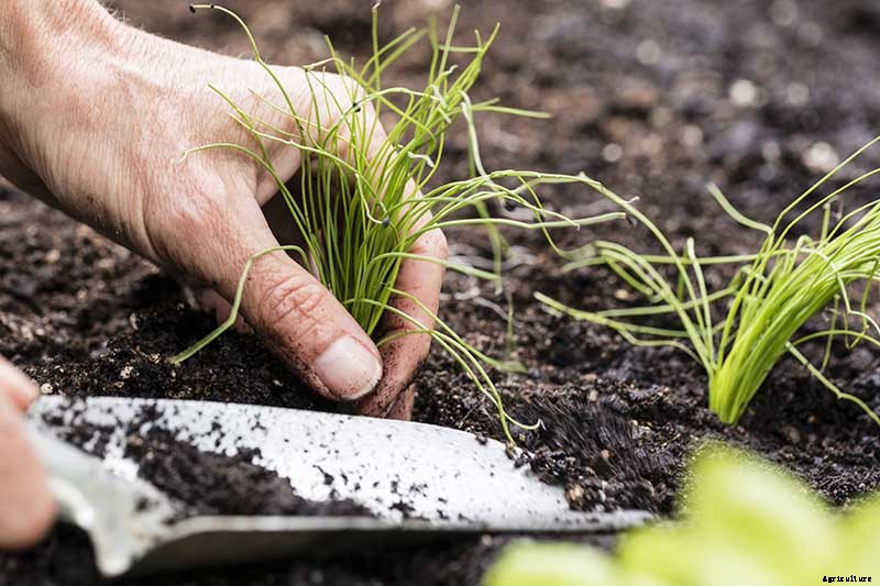 How to Grow Chives from Seed