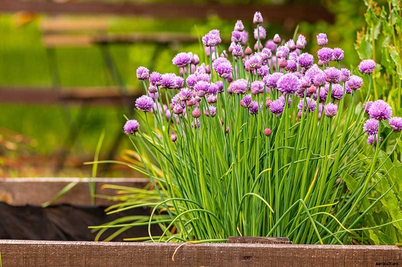 How to Grow Chives from Seed
