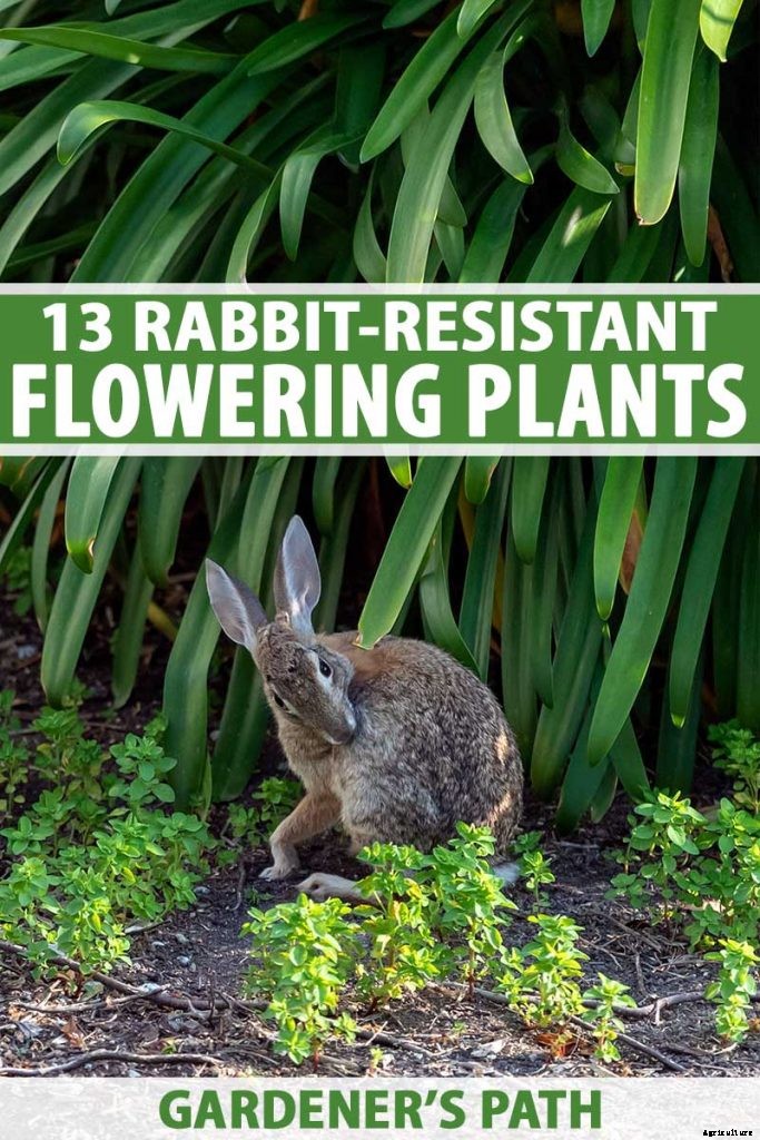 13 Flowering Plants Rabbits Will Leave Alone