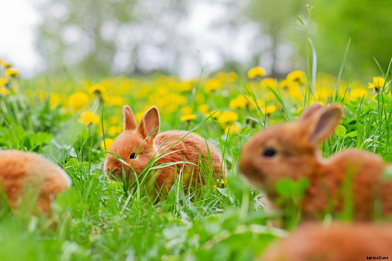 13 Flowering Plants Rabbits Will Leave Alone