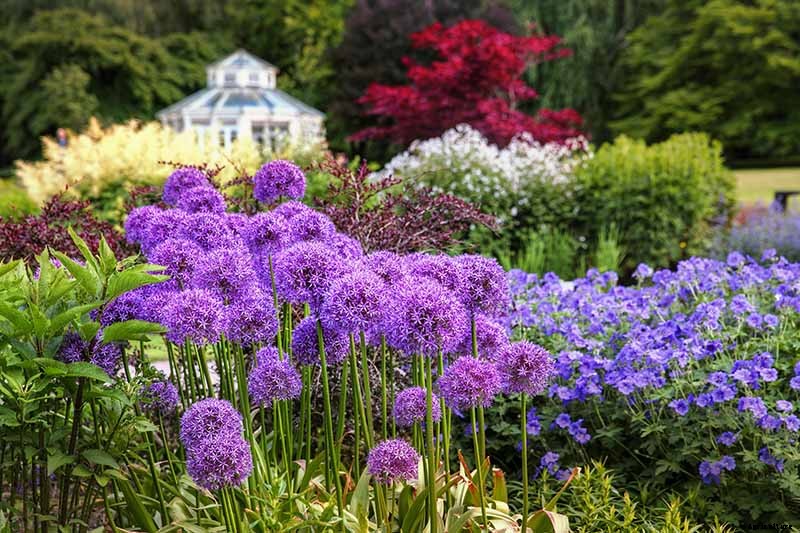 13 Flowering Plants Rabbits Will Leave Alone