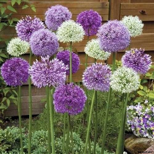 13 Flowering Plants Rabbits Will Leave Alone