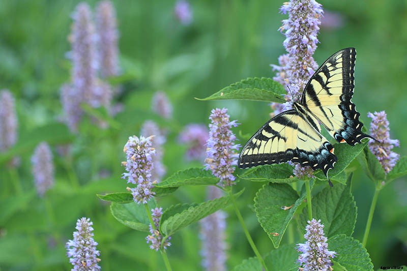 13 Flowering Plants Rabbits Will Leave Alone