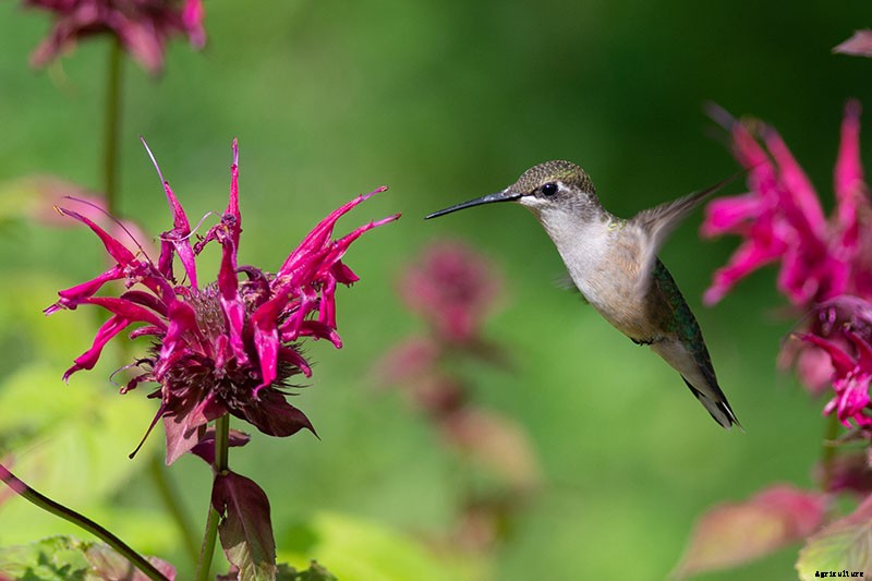13 Flowering Plants Rabbits Will Leave Alone