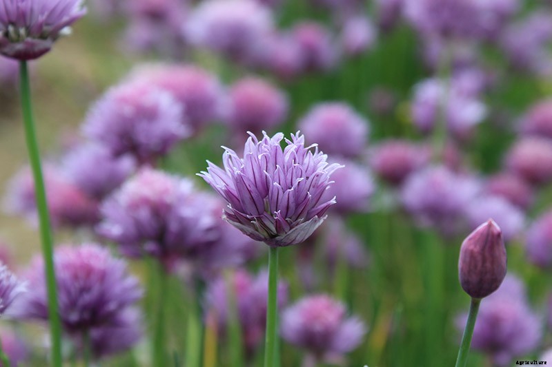 13 Flowering Plants Rabbits Will Leave Alone