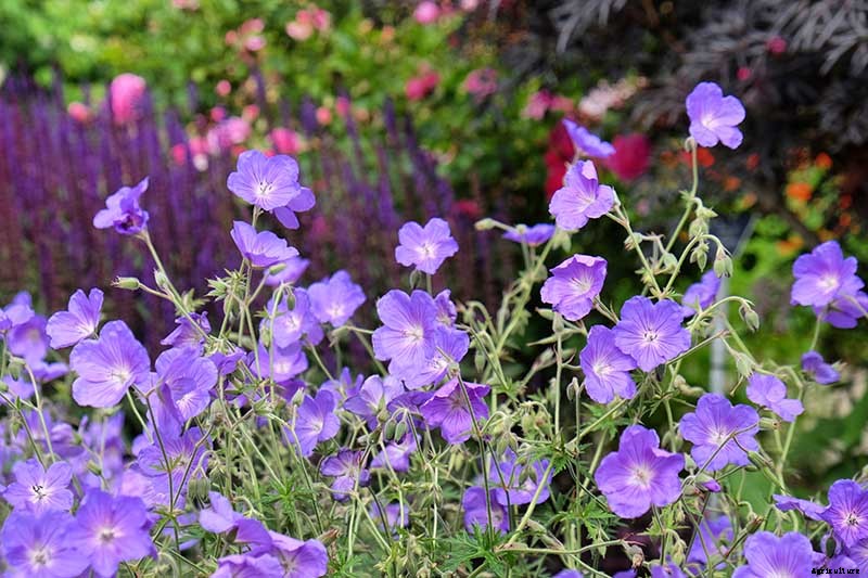 13 Flowering Plants Rabbits Will Leave Alone