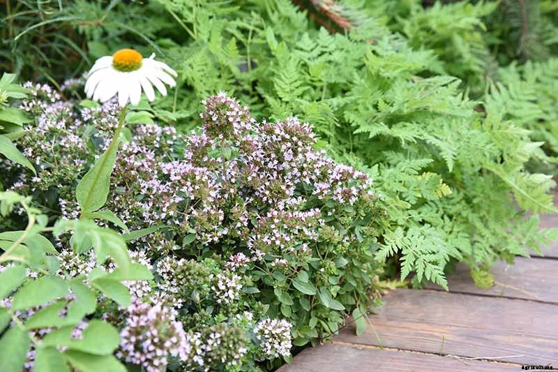 13 Flowering Plants Rabbits Will Leave Alone