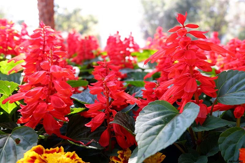 13 Flowering Plants Rabbits Will Leave Alone