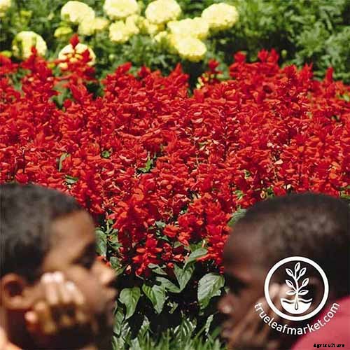 13 Flowering Plants Rabbits Will Leave Alone