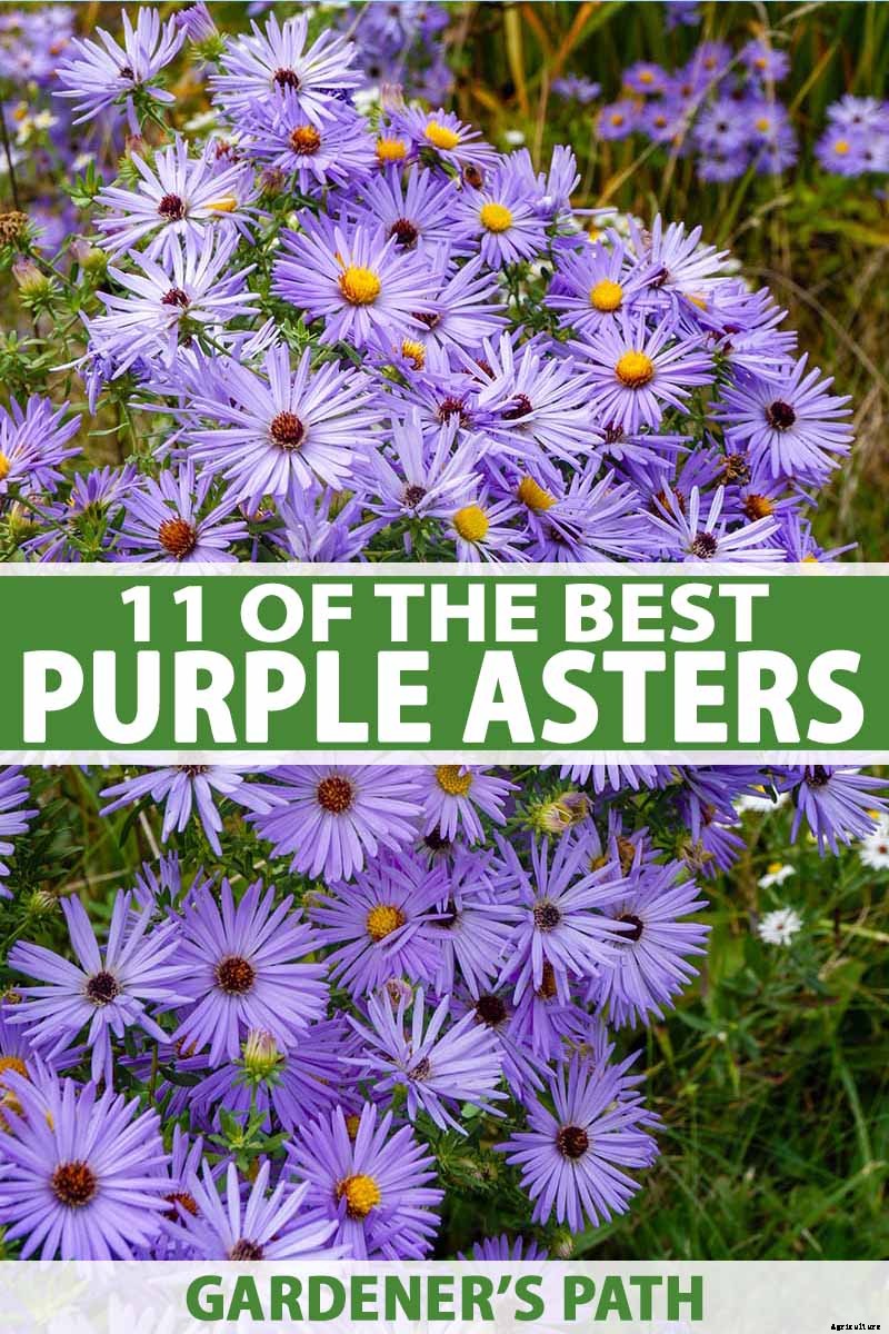 11 of the Best Purple Aster Varieties