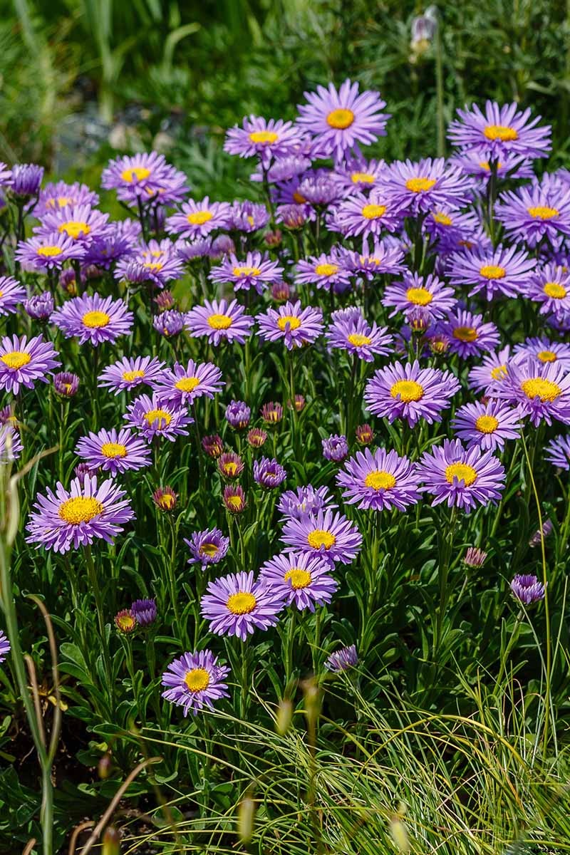 11 of the Best Purple Aster Varieties