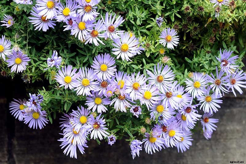11 of the Best Purple Aster Varieties
