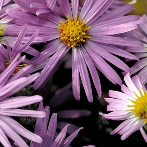 11 of the Best Purple Aster Varieties