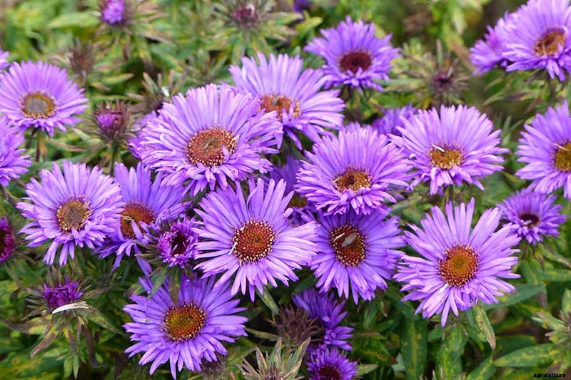 11 of the Best Purple Aster Varieties