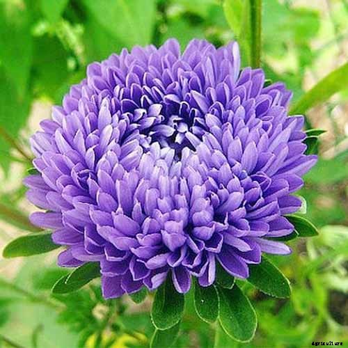 11 of the Best Purple Aster Varieties