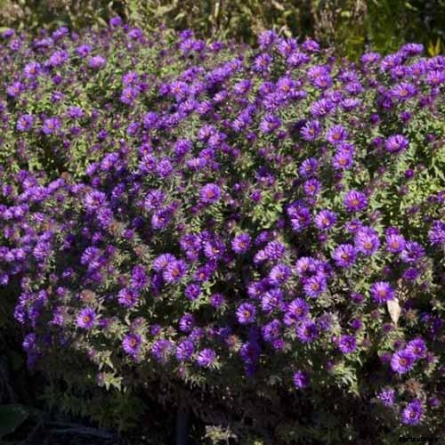 11 of the Best Purple Aster Varieties