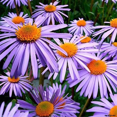 11 of the Best Purple Aster Varieties