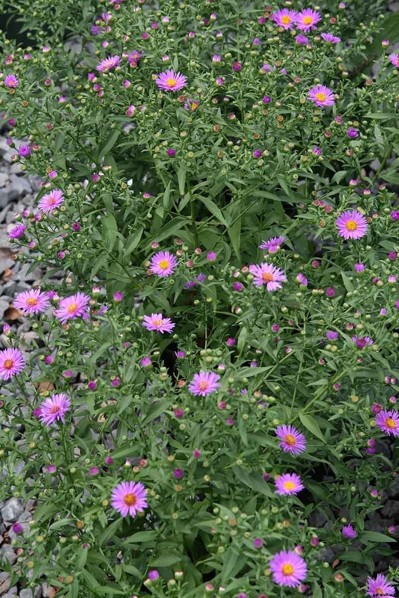 11 of the Best Purple Aster Varieties