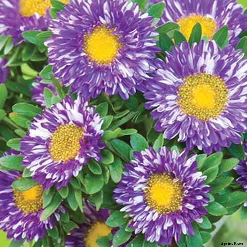 11 of the Best Purple Aster Varieties