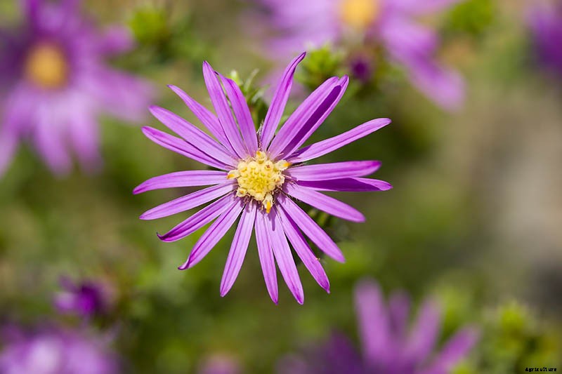11 of the Best Purple Aster Varieties