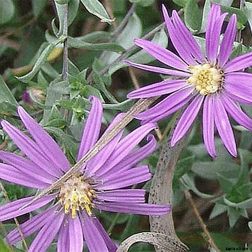 11 of the Best Purple Aster Varieties