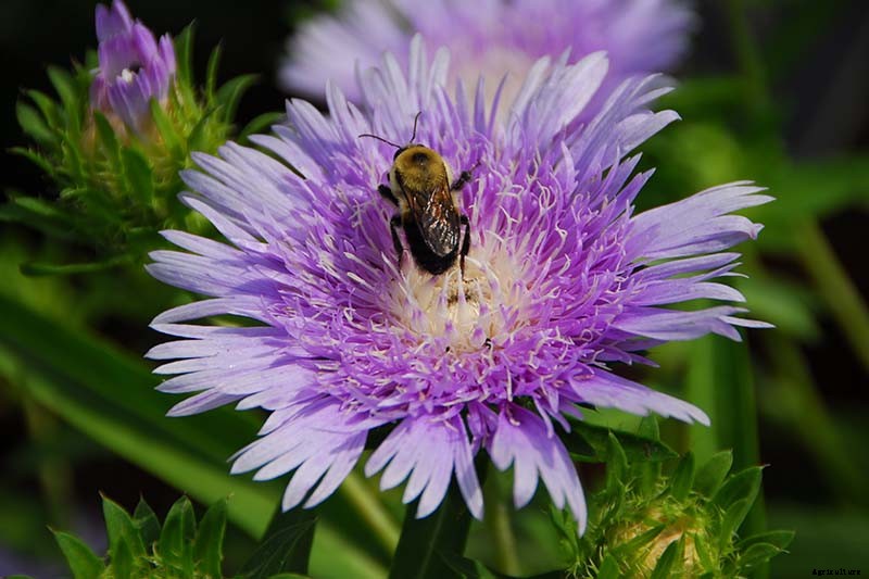 11 of the Best Purple Aster Varieties