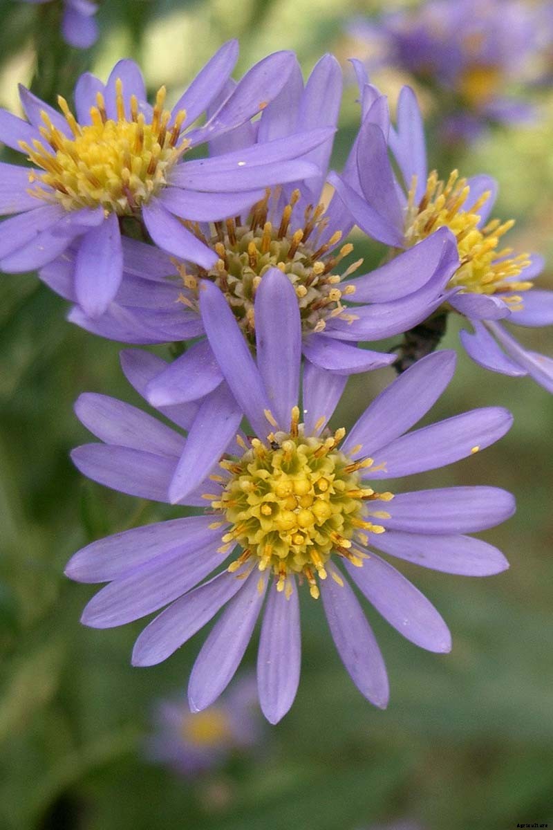 11 of the Best Purple Aster Varieties