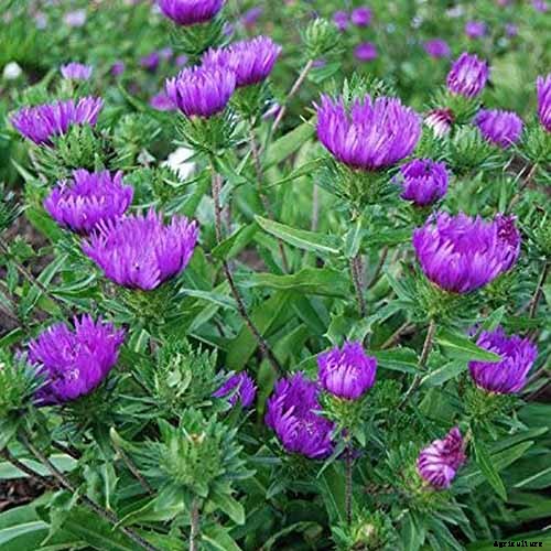 11 of the Best Purple Aster Varieties