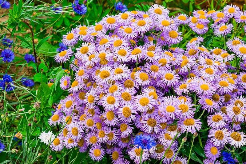 11 of the Best Purple Aster Varieties