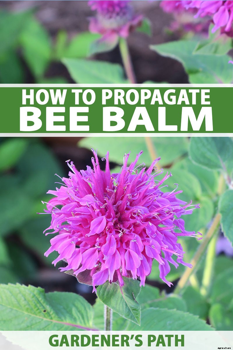 Bee Balm Propagation 101