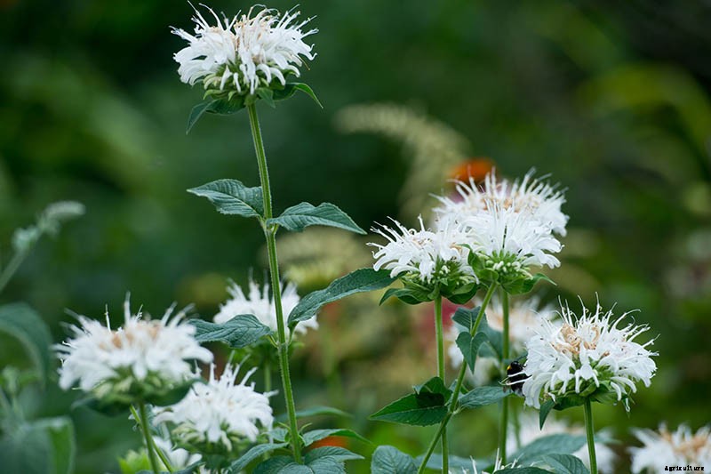 Bee Balm Propagation 101