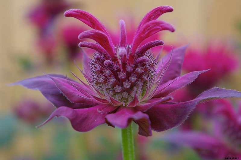 Bee Balm Propagation 101