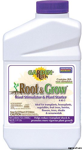 Bee Balm Propagation 101