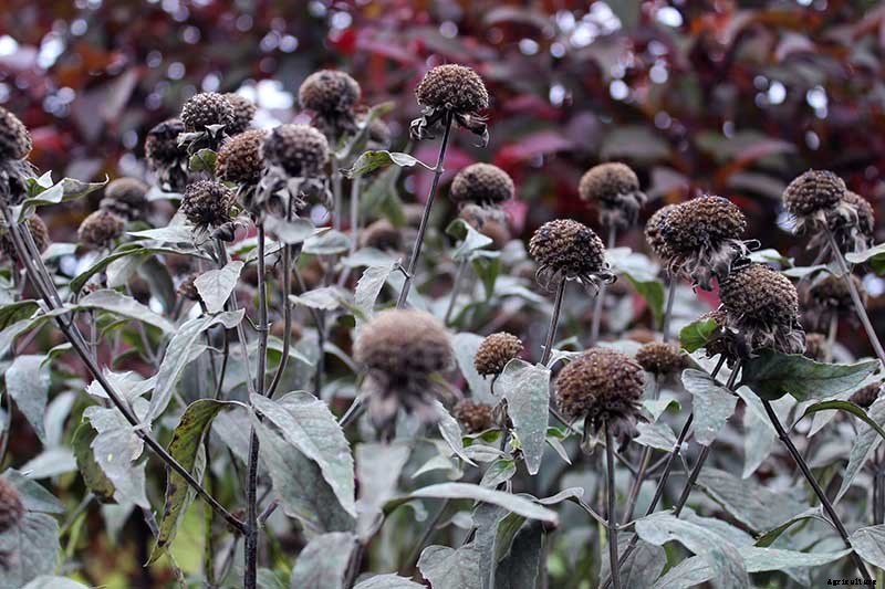 Bee Balm Propagation 101