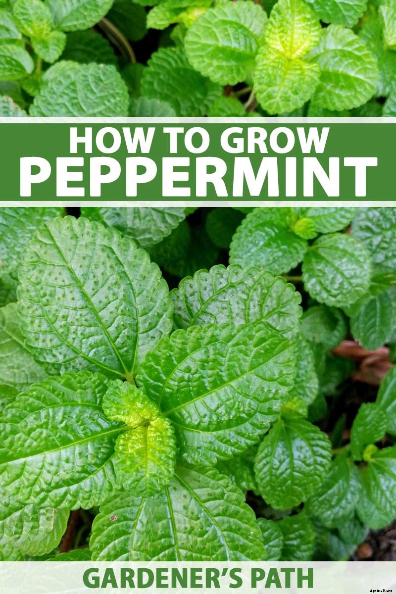 How to Grow and Care for Peppermint Plants