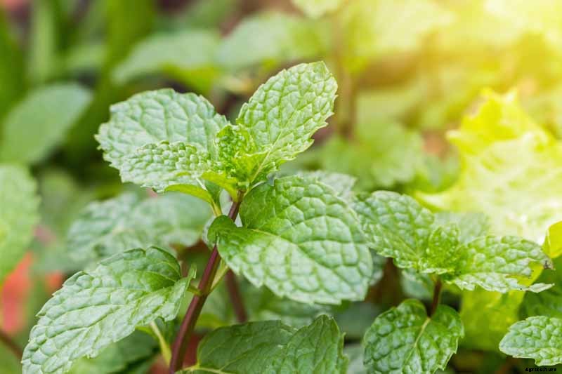 How to Grow and Care for Peppermint Plants