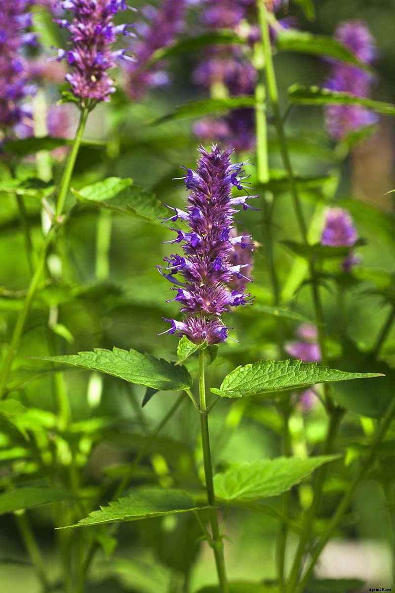 How to Grow and Care for Peppermint Plants