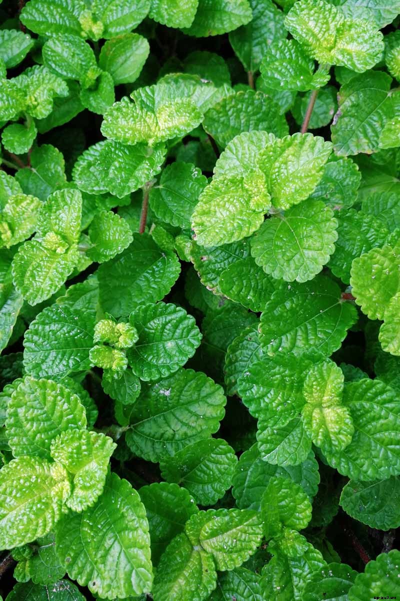 How to Grow and Care for Peppermint Plants