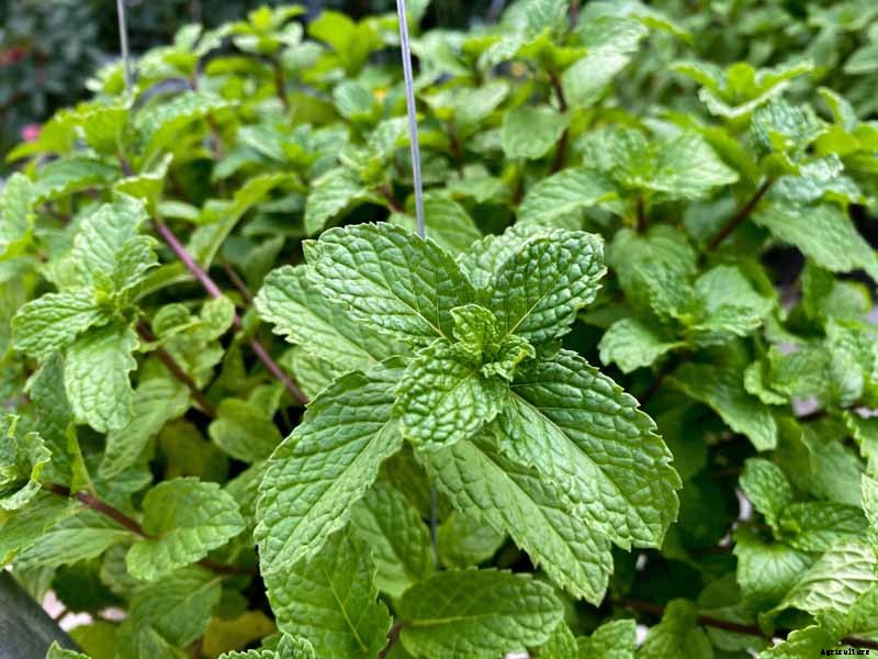How to Grow and Care for Peppermint Plants
