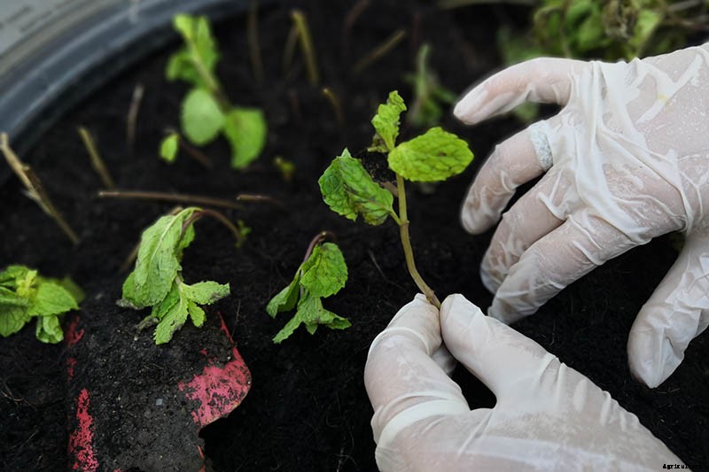 How to Grow and Care for Peppermint Plants