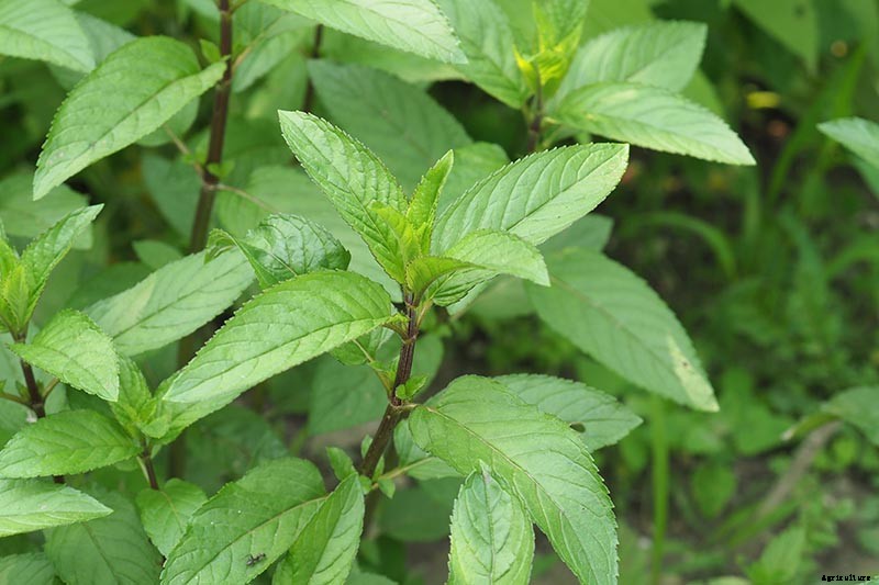 How to Grow and Care for Peppermint Plants