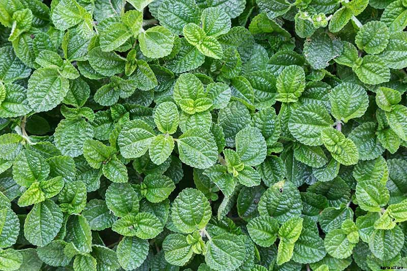 How to Grow and Care for Peppermint Plants