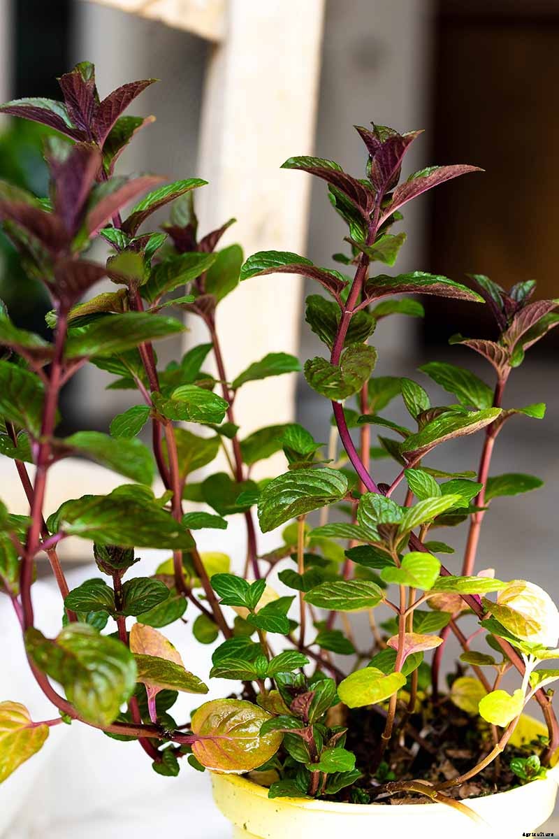 How to Grow and Care for Peppermint Plants