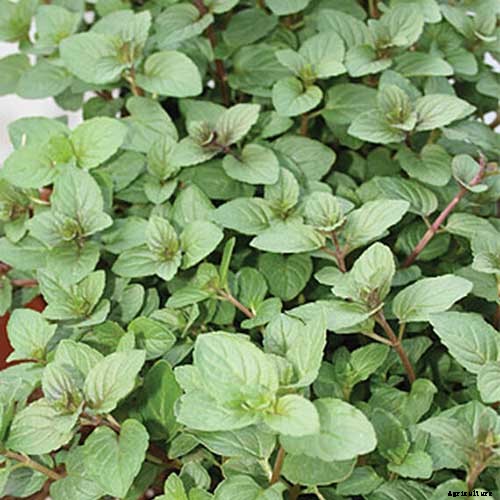 How to Grow and Care for Peppermint Plants