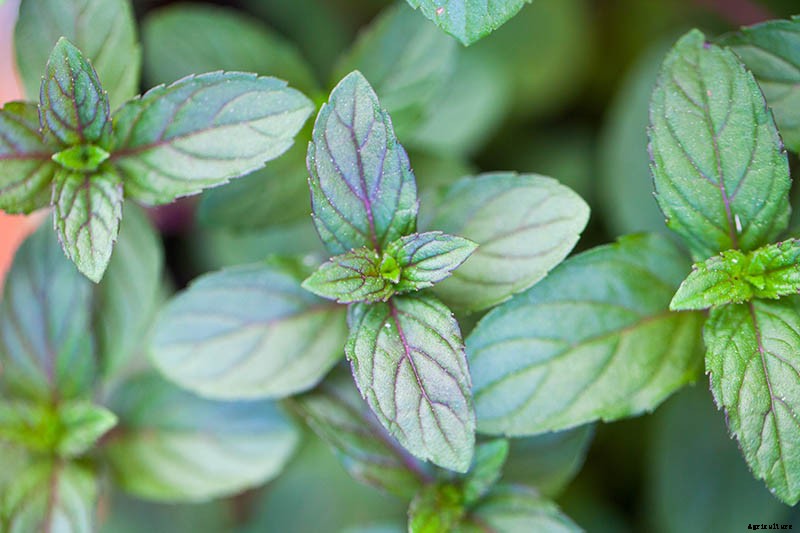 How to Grow and Care for Peppermint Plants