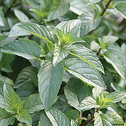 How to Grow and Care for Peppermint Plants