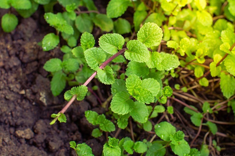 How to Grow and Care for Peppermint Plants
