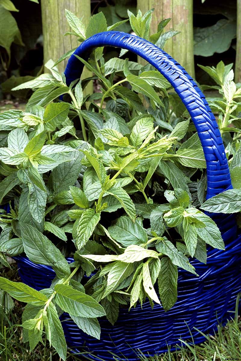 How to Grow and Care for Peppermint Plants