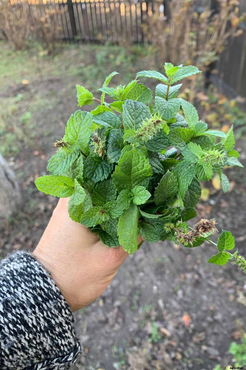 How to Grow and Care for Peppermint Plants