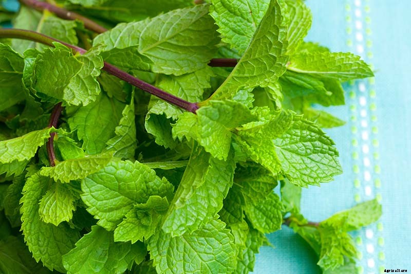 How to Grow and Care for Peppermint Plants